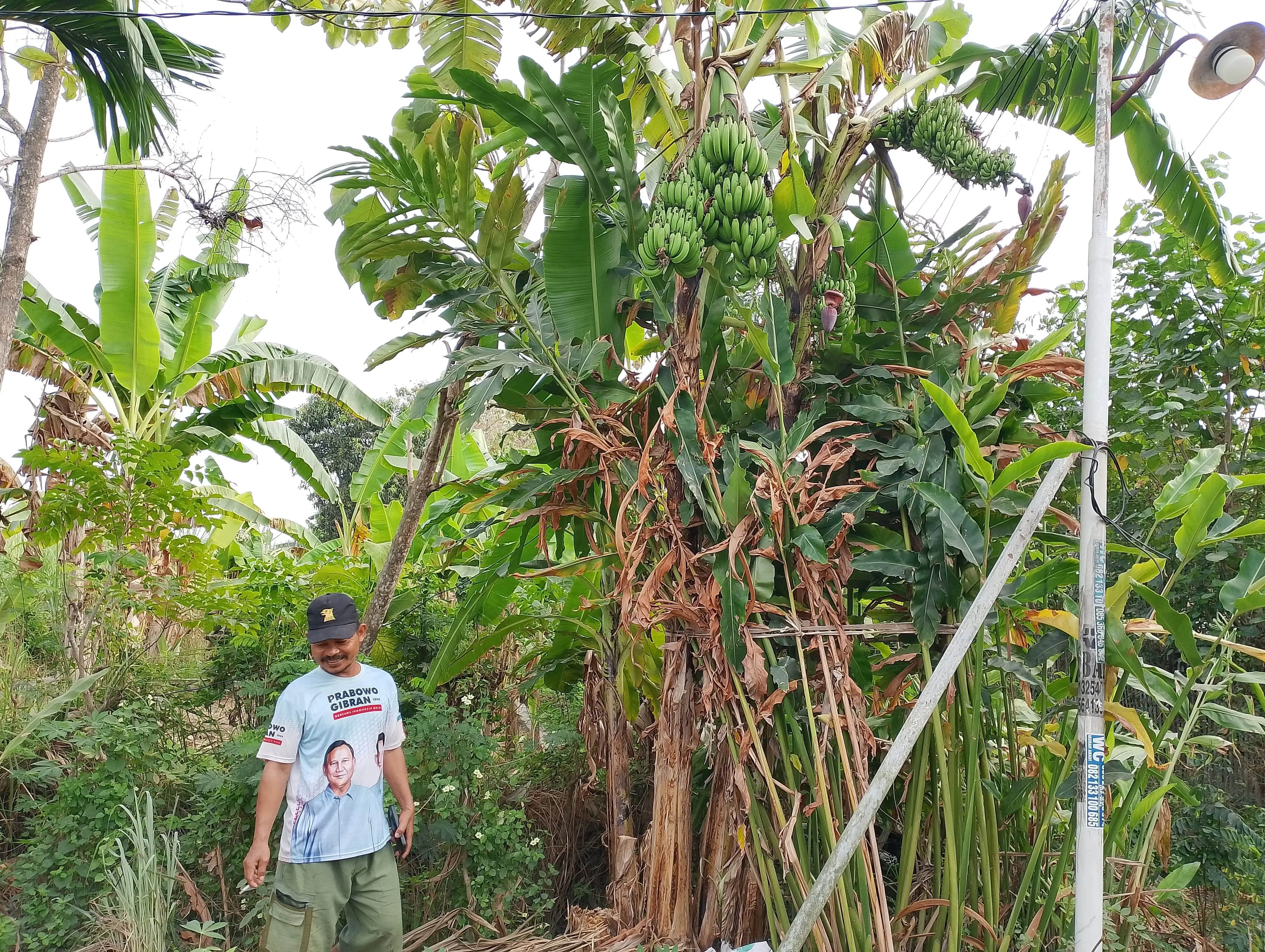 Heboh! Pohon Pisang Bertandan Lima Gegerkan Warga Rembang, Pemilik Ungkap Bibit Berasal dari Cilacap