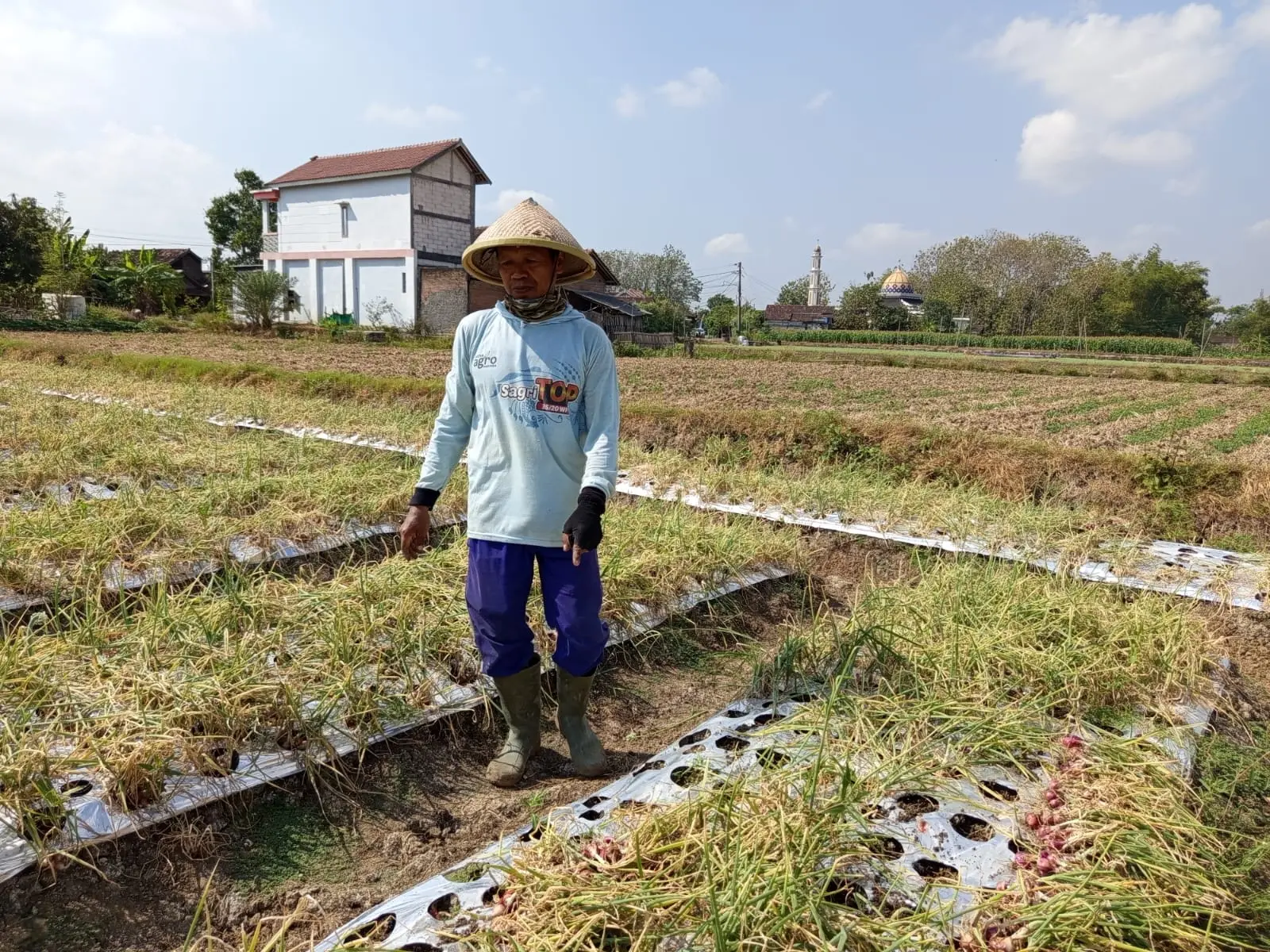 Warga Jaken Panen Bawang Merah, Harga Anjlok