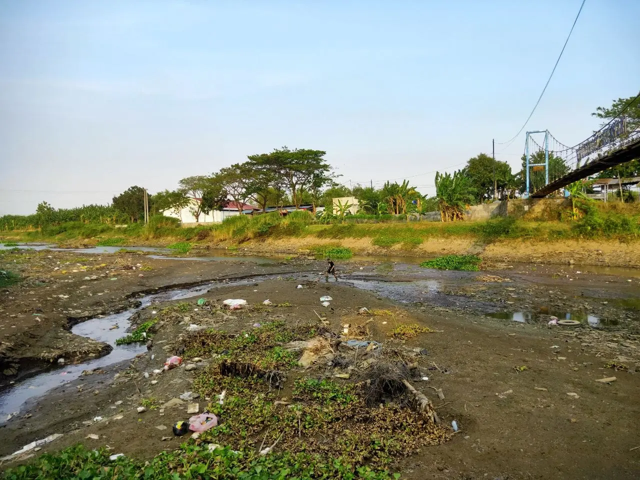 Seluas Ribuan Hektar Sawah di Pati Kena Ancaman Gagal Panen