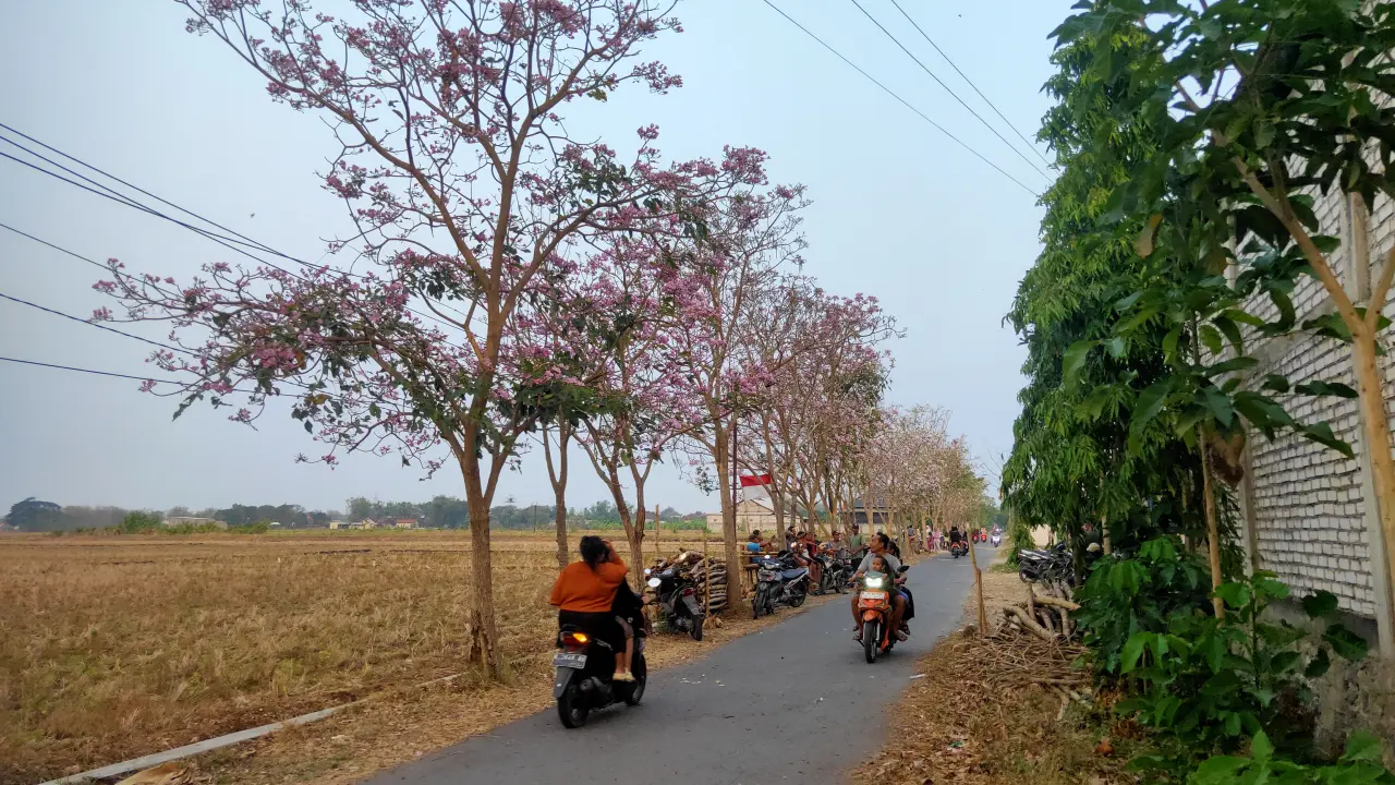 Tabebuya Bermekaran, Desa Sejomulyo Juwana Mendadak jadi Negeri Sakura